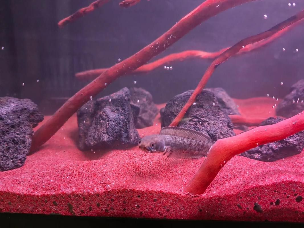 雷龍魚可以和鯊魚混養嗎圖片