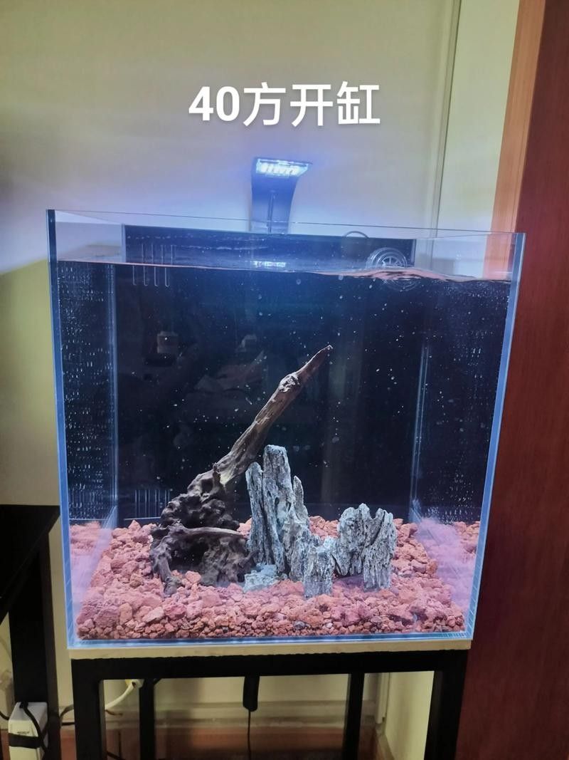 雷龍魚可以和鯊魚混養嗎圖片