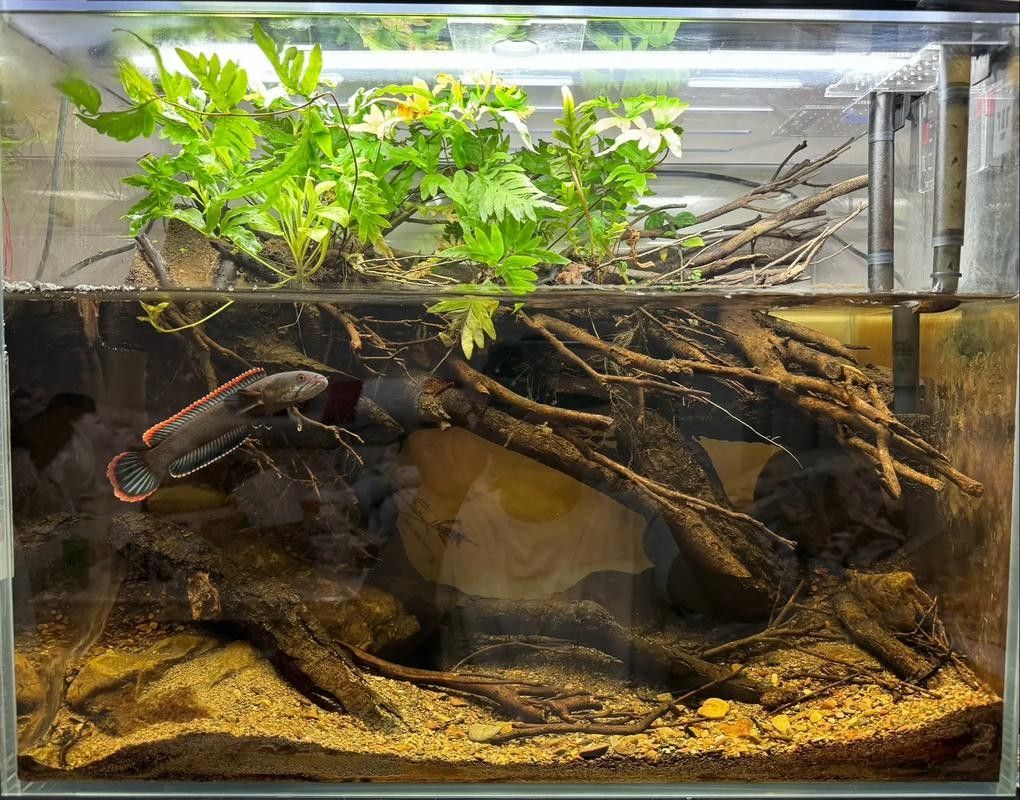 雷龍魚可以和鯊魚混養嗎圖片