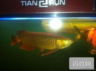 朝陽龍魚專賣店：<strong><mark>北京</mark></strong>朝陽龍魚專賣店