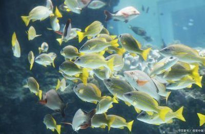 龍魚缸濾材多久清洗一次好:關于龍魚缸濾材清洗頻率的詳細信息