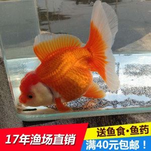 常見淡水觀賞魚圖片及名稱:常見淡水觀賞魚圖片及名稱及名稱 龍魚百科 第2張 常見淡水觀賞魚圖片及名稱:常見淡水觀賞魚圖片及名稱及名稱 常見淡水觀賞魚圖片及名稱:常見淡水觀賞魚圖片及名稱及名稱 龍魚百科 第2張