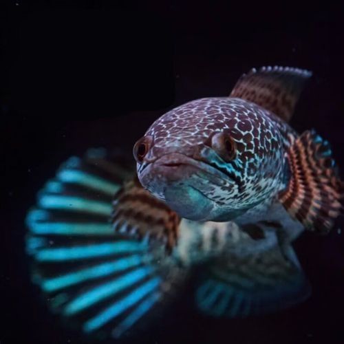 龍魚有冷水的品種嗎圖片