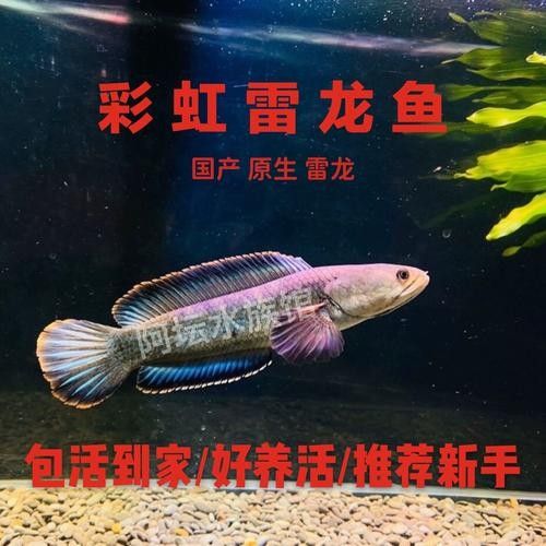 龍魚有冷水的品種嗎圖片