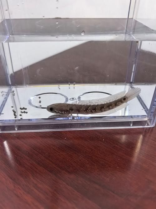 龍魚有冷水的品種嗎圖片