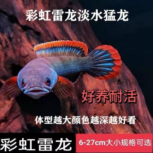 龍魚有冷水的品種嗎圖片