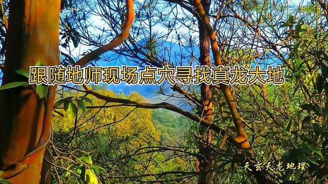 能否提供真龍大地的詳細介紹？