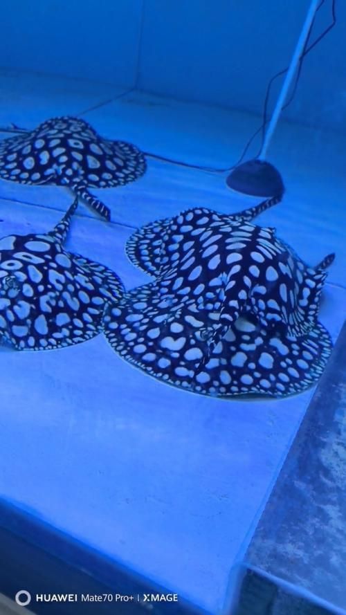 馬來西亞魟魚圖片