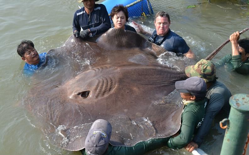 馬來西亞魟魚圖片