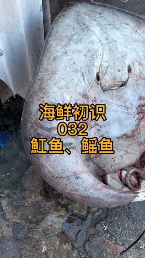 馬來西亞魟魚圖片