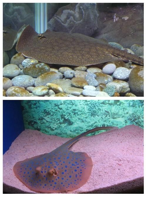 馬來西亞魟魚圖片