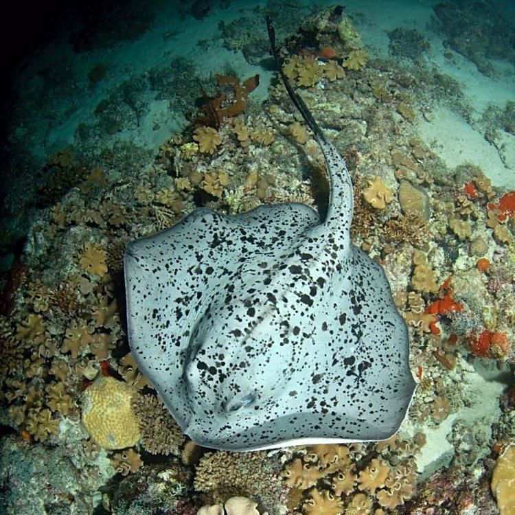 馬來西亞魟魚圖片