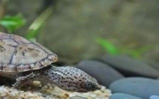 如何判斷金龍魚是否需要換飼料？