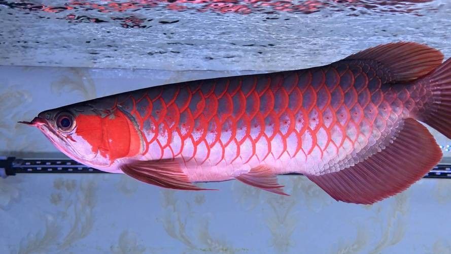 馬來西亞紅龍魚圖片高清壁紙豎屏