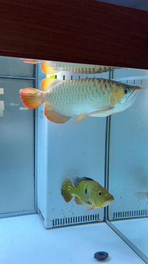 馬來西亞紅龍魚圖片高清壁紙豎屏