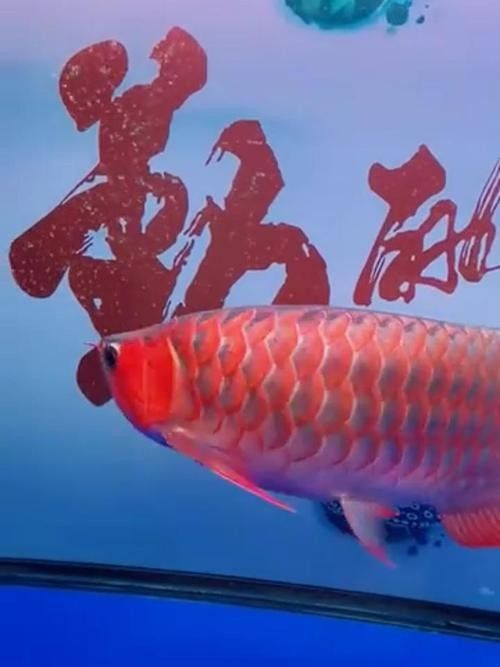 馬來西亞紅龍魚圖片高清壁紙豎屏