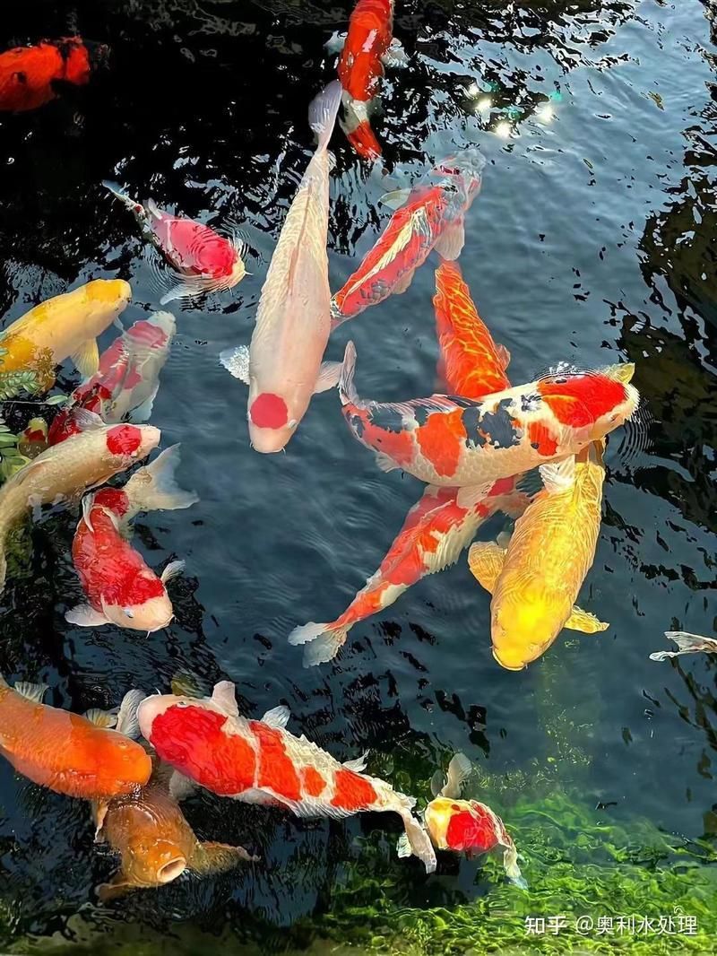 錦鯉1-2厘米的參照物 錦鯉1-2厘米的參照物 龍魚百科 第6張