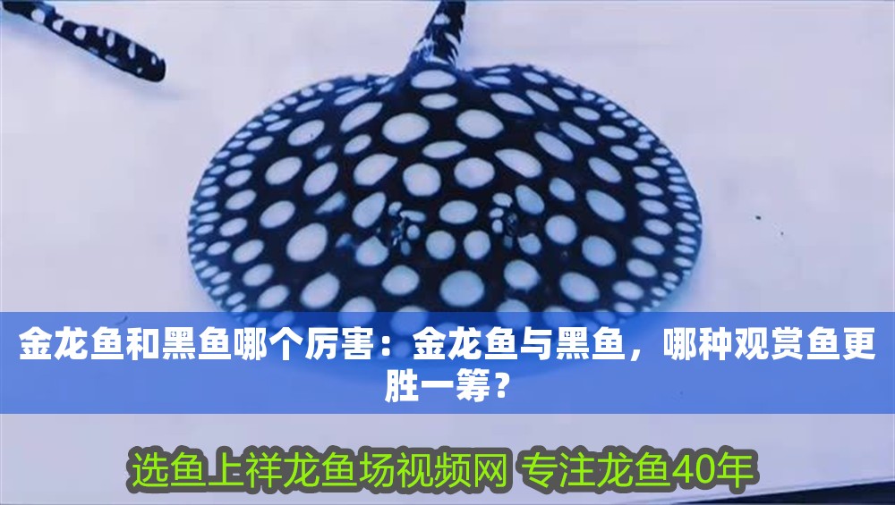 金龍魚和黑魚哪個(gè)厲害：金龍魚與黑魚，哪種觀賞魚更勝一籌？
