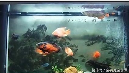 龍魚地圖魚混養：龍魚可以和地圖魚混養嗎？