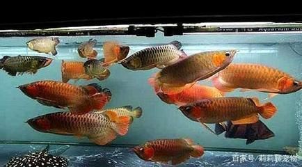 龍魚地圖魚混養：龍魚可以和地圖魚混養嗎？