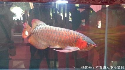 中國龍魚協會官網首頁（中國漁業協會龍魚分會）