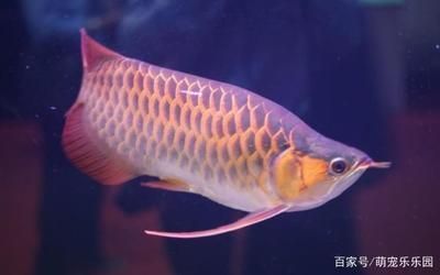 龍魚體型特點有哪些：龍魚是一種具有獨特體型特點的魚類