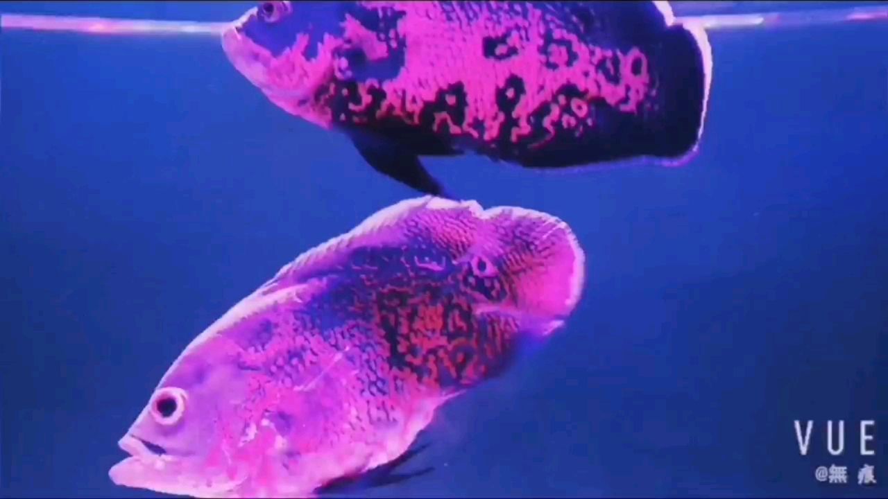 睡前看魚帶著成就感進入夢鄉