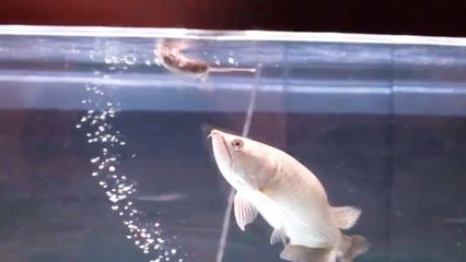 龍魚吃老鼠怎么消化：龍魚吃老鼠怎么消化呢？ 龍魚吃老鼠怎么消化：龍魚吃老鼠怎么消化呢？ 龍魚百科 第1張
