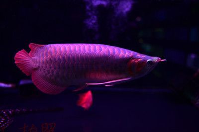 紅龍魚多大開側燈好:紅龍魚什么時候開側燈 龍魚百科 第1張 紅龍魚多大開側燈好:紅龍魚什么時候開側燈 紅龍魚多大開側燈好:紅龍魚什么時候開側燈 龍魚百科 第1張