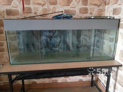 龍魚適合什么缸養(yǎng)：龍魚適合的魚缸尺寸 龍魚適合什么缸養(yǎng)：龍魚適合的魚缸尺寸 龍魚百科 第3張