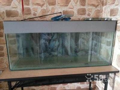 龍魚適合什么缸養(yǎng)：龍魚適合的魚缸尺寸 龍魚適合什么缸養(yǎng)：龍魚適合的魚缸尺寸 龍魚百科 第2張