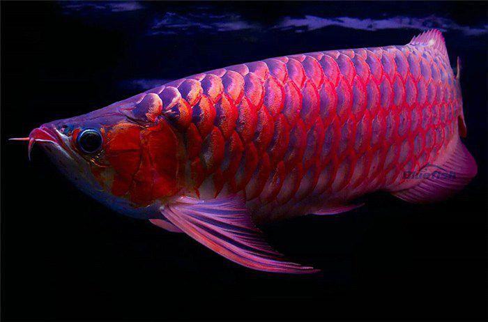 嘉興龍魚養殖場電話多少 嘉興龍魚養殖場電話多少 龍魚百科 第1張