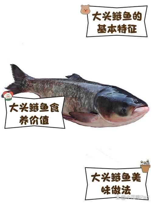 鰱魚圖片大全大圖