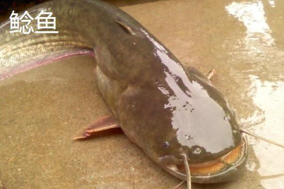 鰱魚圖片大全大圖