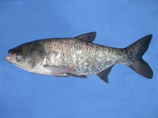 鰱魚圖片大全大圖