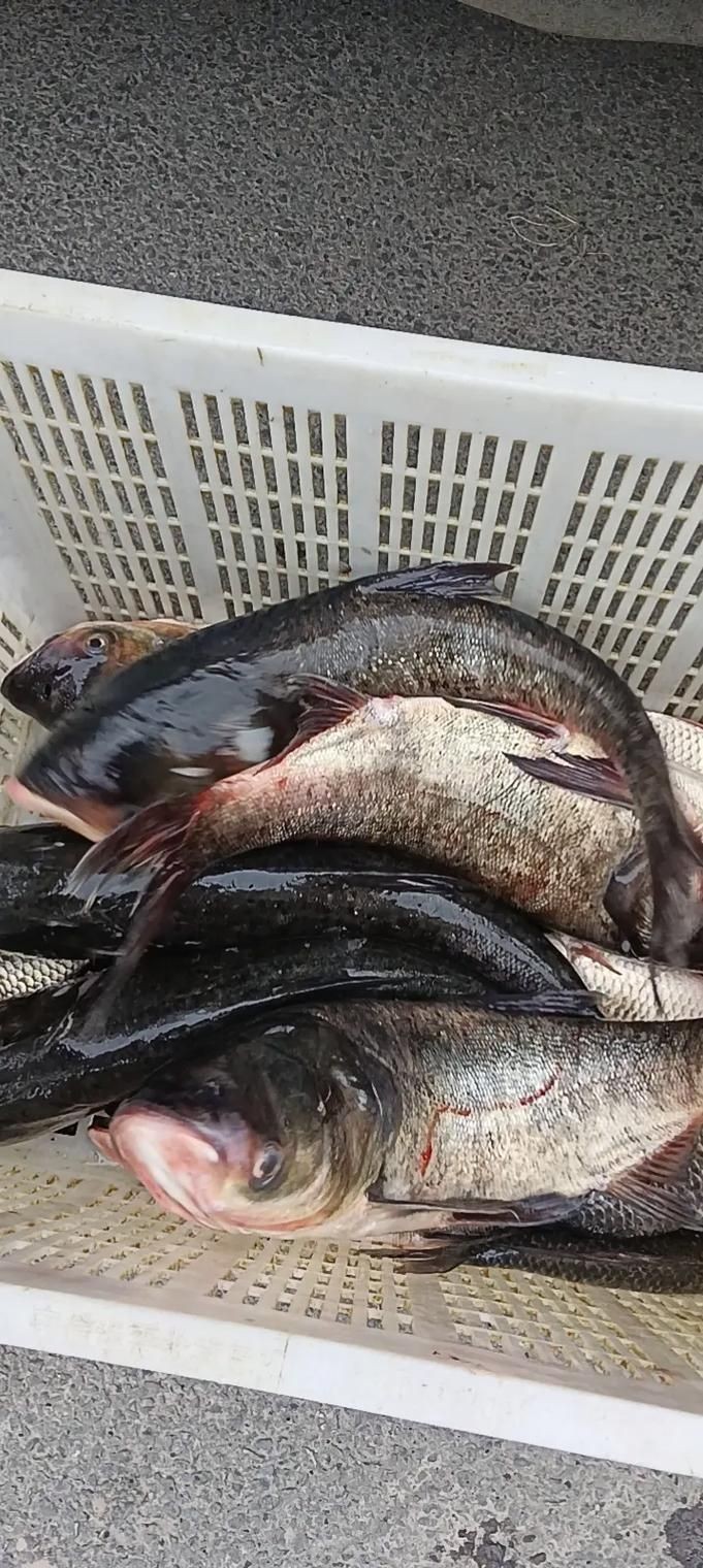 鰱魚圖片大全大圖