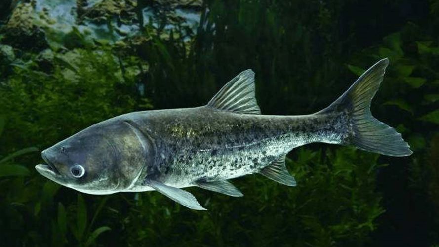 鰱魚圖片大全大圖