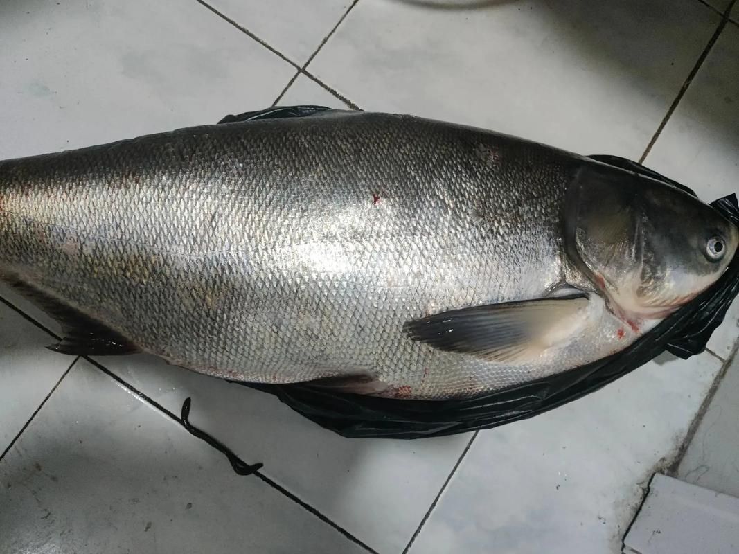 鰱魚圖片大全大圖
