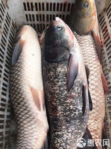 鰱魚圖片大全大圖