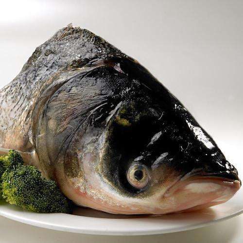 鰱魚圖片大全大圖