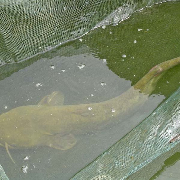 鰱魚圖片大全大圖