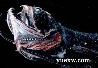 龍魚咬人怎么回事視頻大全：如何預(yù)防龍魚咬人
