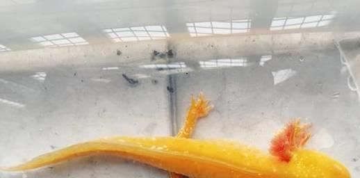 龍魚咬人怎么回事視頻大全：如何預(yù)防龍魚咬人