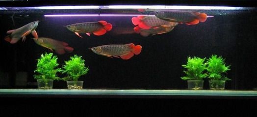 龍魚好玩嗎（龍魚風水寓意詳解如何挑選優質龍魚龍魚風水寓意詳解）