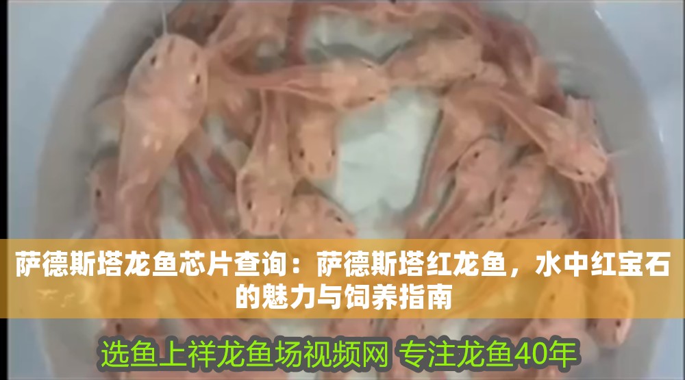 薩德斯塔龍魚芯片查詢：薩德斯塔紅龍魚，水中紅寶石的魅力與飼養指南 薩德斯塔龍魚芯片查詢：薩德斯塔紅龍魚，水中紅寶石的魅力與飼養指南 龍魚百科 第1張