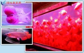 龍魚照片標題怎么寫：如何為龍魚照片撰寫標題