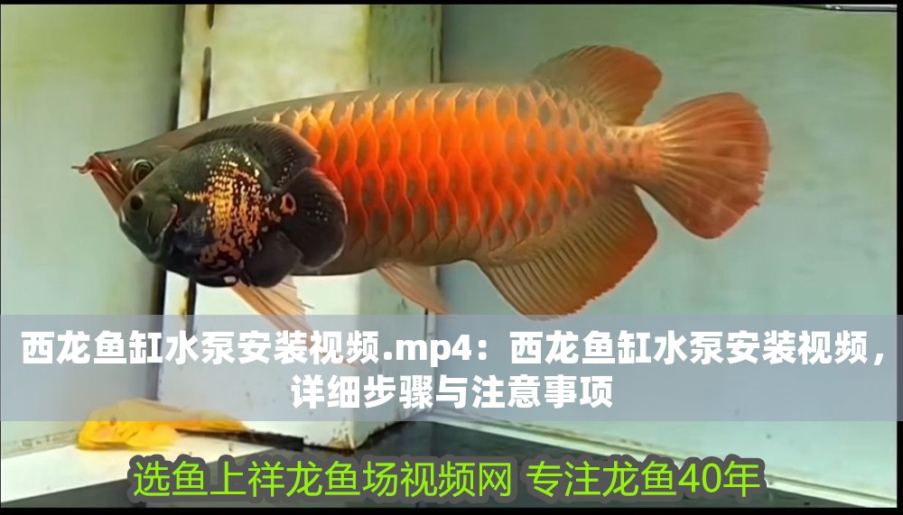 西龍魚缸水泵安裝視頻.mp4：西龍魚缸水泵安裝視頻，詳細步驟與注意事項