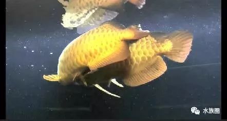龍魚混養好還是單養好：龍魚混養和單養各有優缺點選擇哪種飼養方式更好
