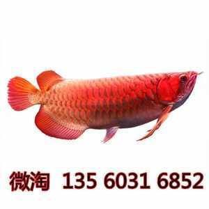 金龍魚辣椒紅，金龍魚辣椒紅是一種多功能的辣椒制品值得一試，值得一試