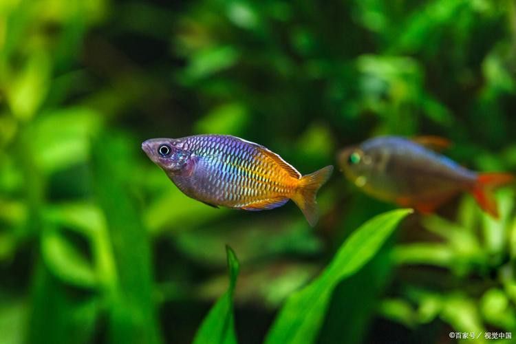 藍曼龍魚能和斑馬魚混養嗎圖片
